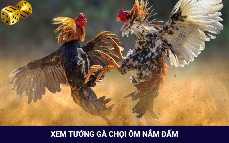 Bật mí cách xem tướng gà chọi ôm đấm