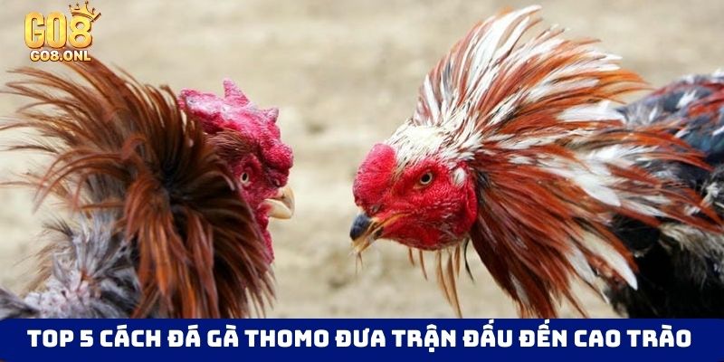 Top 5 cách đá gà Thomo
