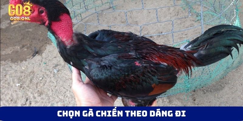 Chọn gà chiến theo dáng đi