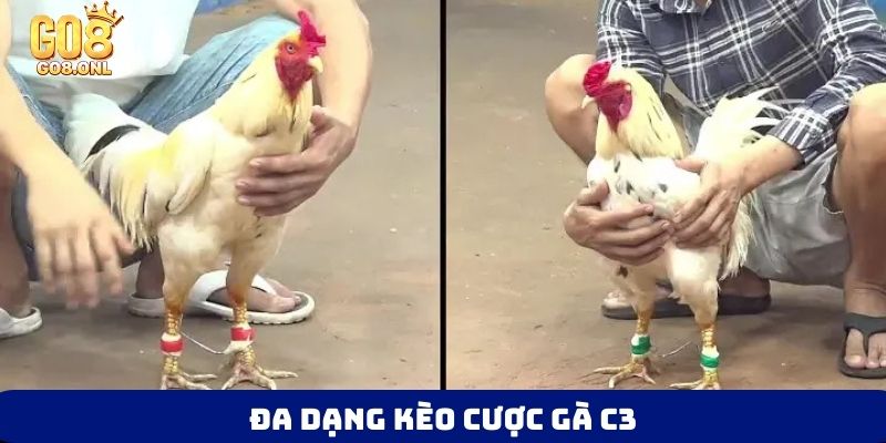 Đa dạng kèo cược gà C3