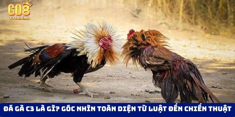 Đá gà C3 là gì