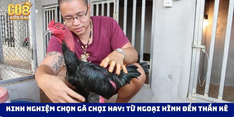 Kinh nghiệm chọn gà chọi